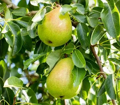 Säulen-Birne 'Helenchen'