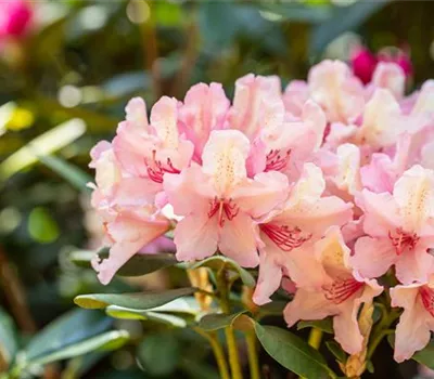 Rhododendron-Hybride 'Brasilia'