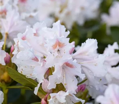 Rhododendron-Hybride 'Cunningham's White'