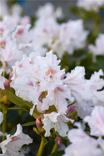 Rhododendron Hybr.'Cunningham's White' Rhododendron-Hybride 'Cunningham's White'