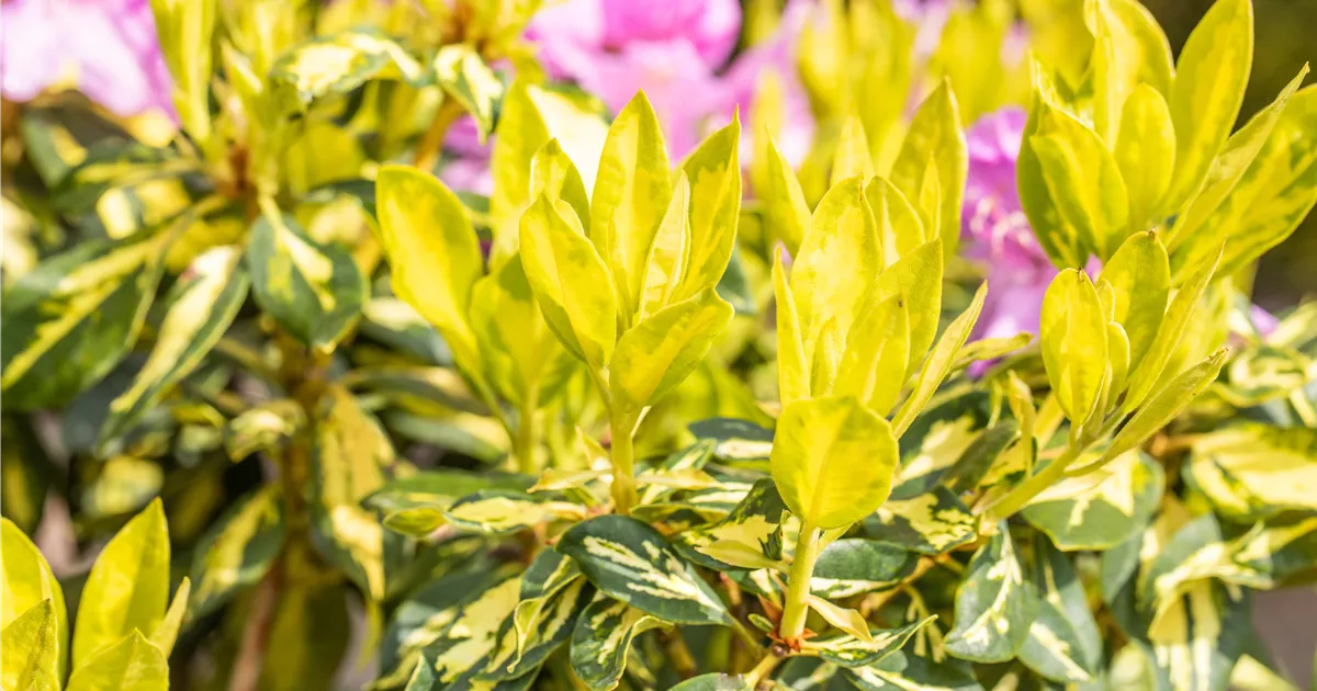 taxus baccata wachstum Heimische Eibe main image 1