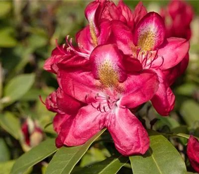 Rhododendron-Hybride 'Junifeuer'