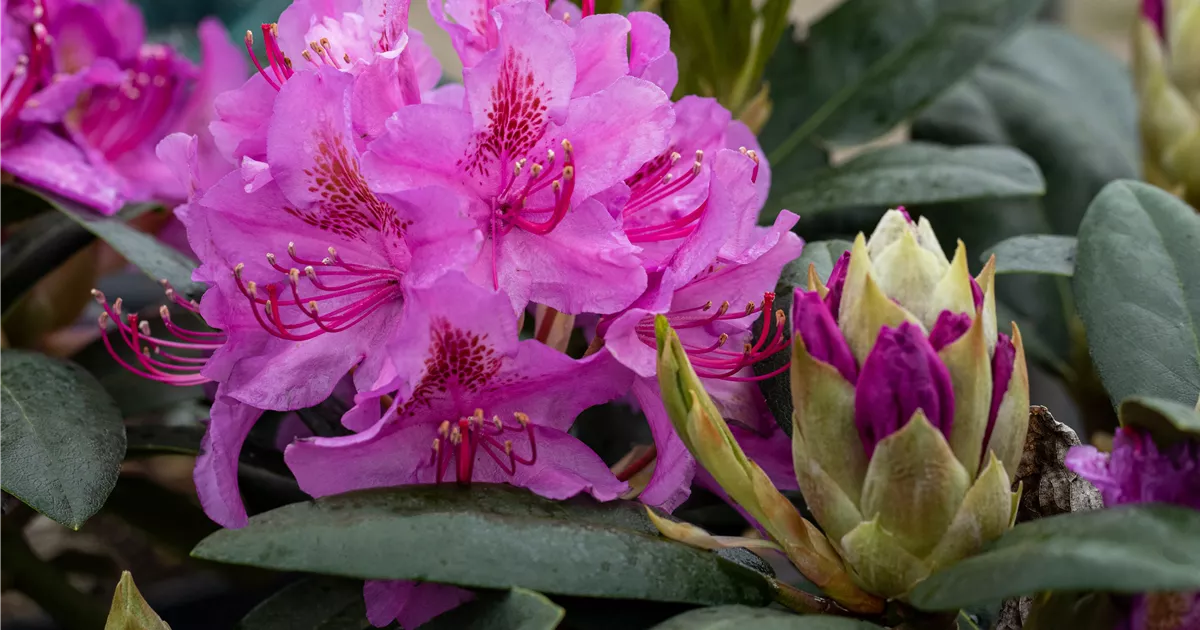 Rhododendron Hybr.'Pink Purple Dream' -R-, Rhodo.-Hybride 'Pink Purple  Dream' -R- im Pflanzenshop