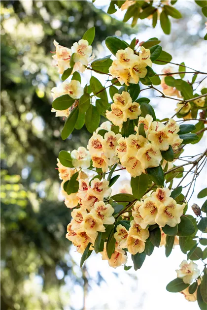 rhododendron praecox schneiden Früh-Rhododendron main image 1