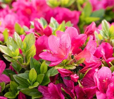 Japanische Azalee 'Little Red'