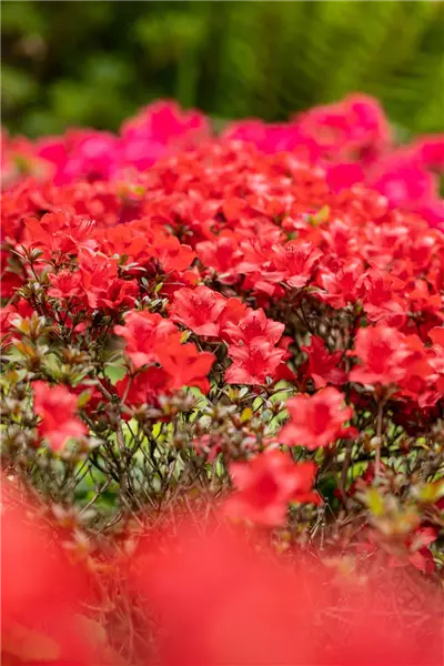 Rhododendron obt.'Maraschino' -R- Japanische Azalee 'Maraschino' -R-