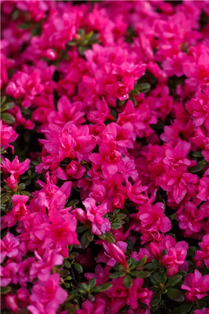 dünger thuja hecke Purgrün Thuja-Dünger 1 kg main image 0