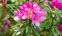 Rhododendron ponticum 'Graziella', Rhododendron im Pflanzenshop