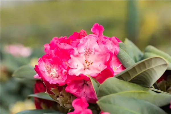 Rhododendron yak.'Morgenrot' Yaku-Rhododendron