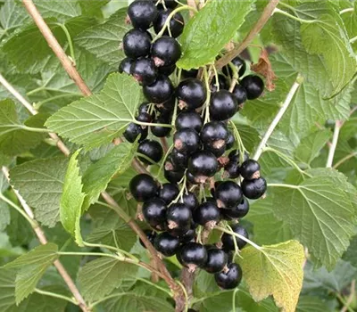 Schwarze Johannisbeere Schwarze Johannisbeere