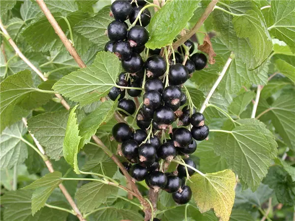 Ribes nigrum 'Silvergiet. Schwarze'    CAC Schwarze Johannisbeere