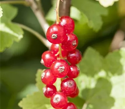 Rote Johannisbeere Rote Johannisbeere