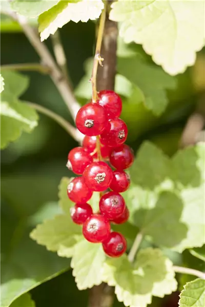 Ribes rubrum 'Jonkheer van Tets'       CAC Rote Johannisbeere Jonkheer van Tets