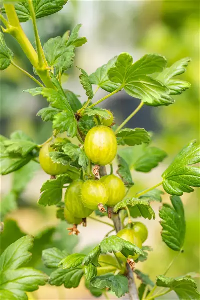 Ribes uva-crispa 'Hinnonmäki gelb'     CAC Stachelbeere
