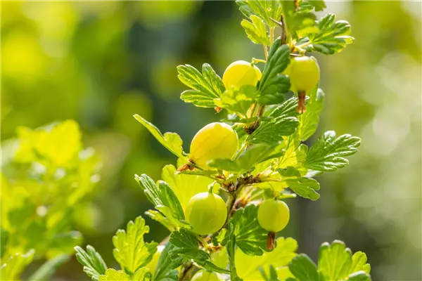 Ribes uva-crispa 'Invicta'             CAC Stachelbeere