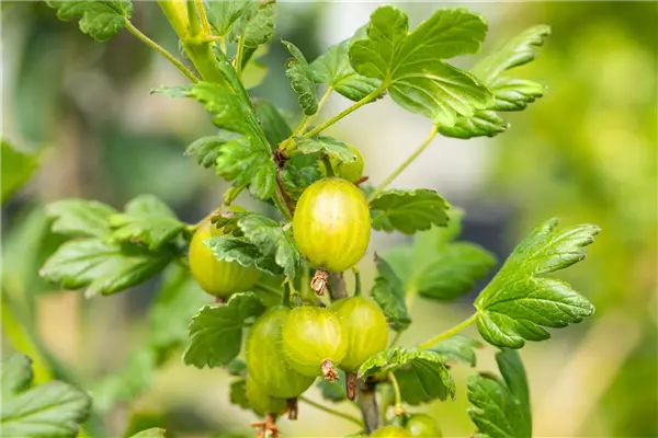 Ribes uva-crispa 'Mucurines'           CAC Stachelbeere