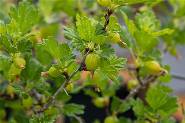 Ribes uva-crispa 'Tatjana'             CAC Stachelbeere 'Tatjana'