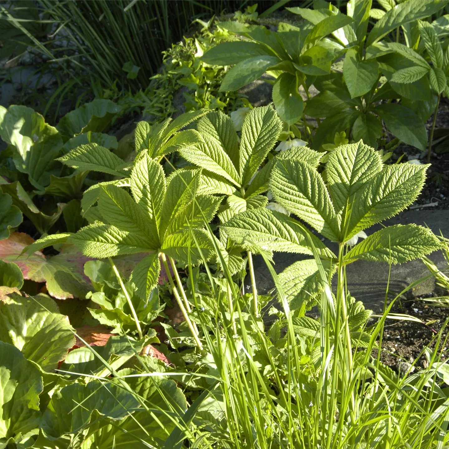 Rodgersia aesculifolia