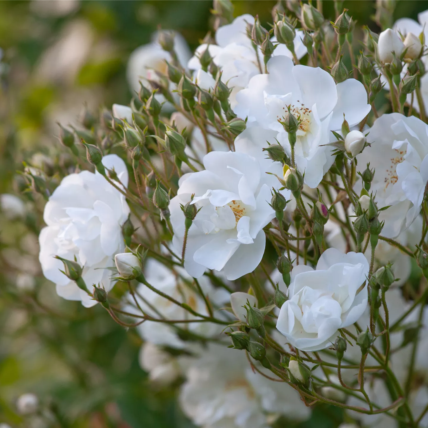 Rosa 'Bobby James' KL