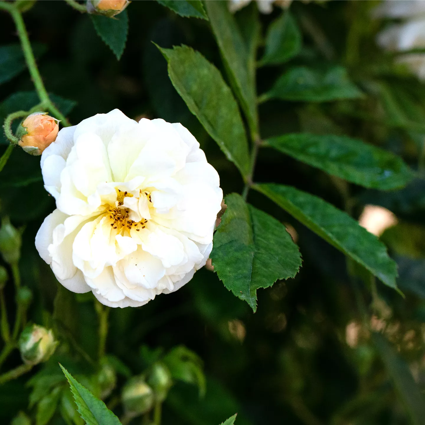 Rosa 'Ghislaine de Feligonde' STR