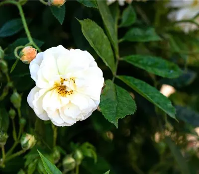 Strauchrose Ghislaine de Feligonde