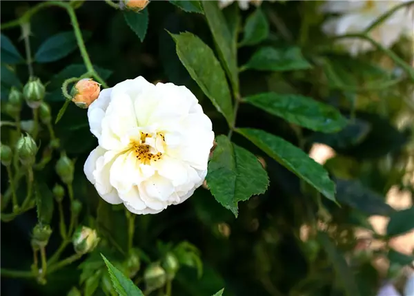 Rosa 'Ghislaine de Feligonde'          STR Strauchrose Ghislaine de Feligonde