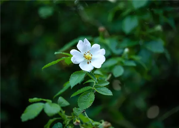 Rosa multiflora Büschel-Rose
