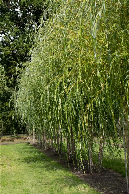 was für dünger für olivenbaum Olivenbaum Dünger von Flora Boost