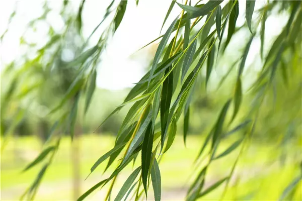 Salix alba 'Tristis' Hänge-Weide