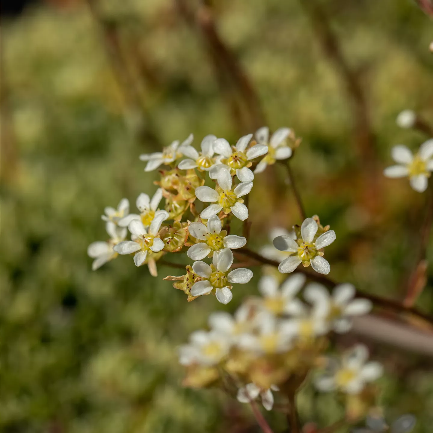 Saxifraga paniculata