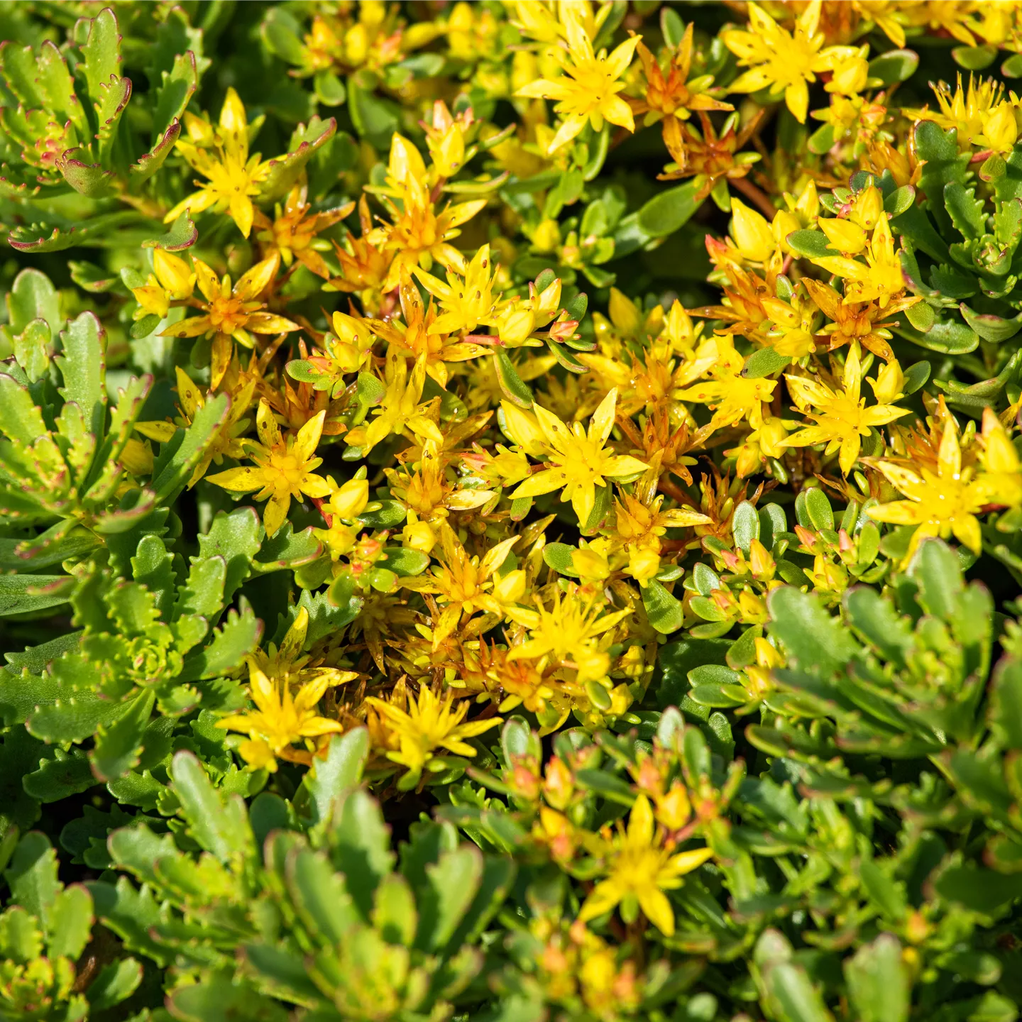 Sedum floriferum 'Weihenstephaner Gold'