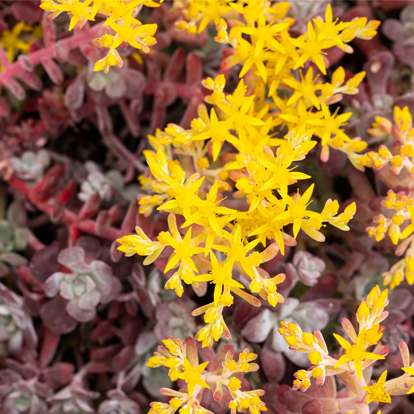Sedum spathulifolium 'Purpureum'