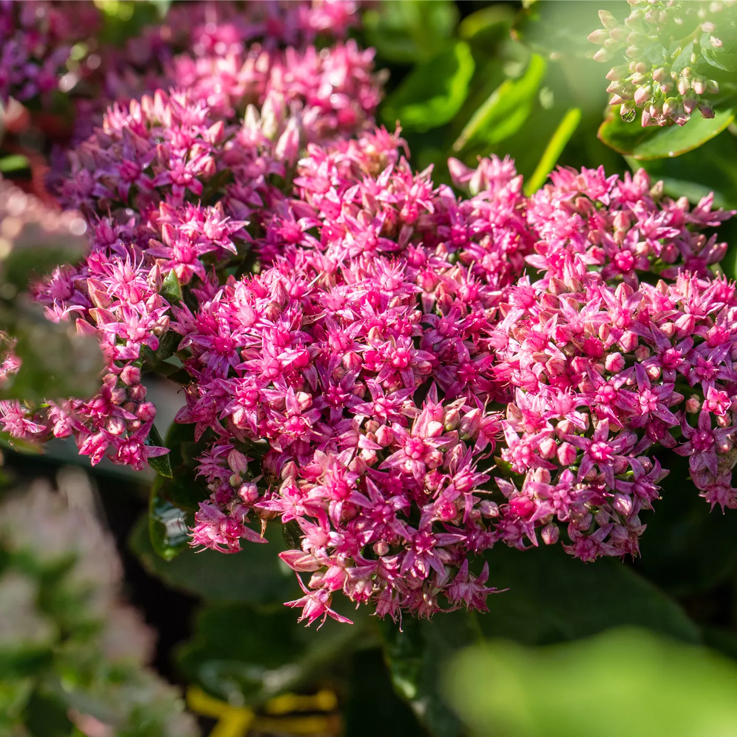 Sedum spectabile 'Carl'