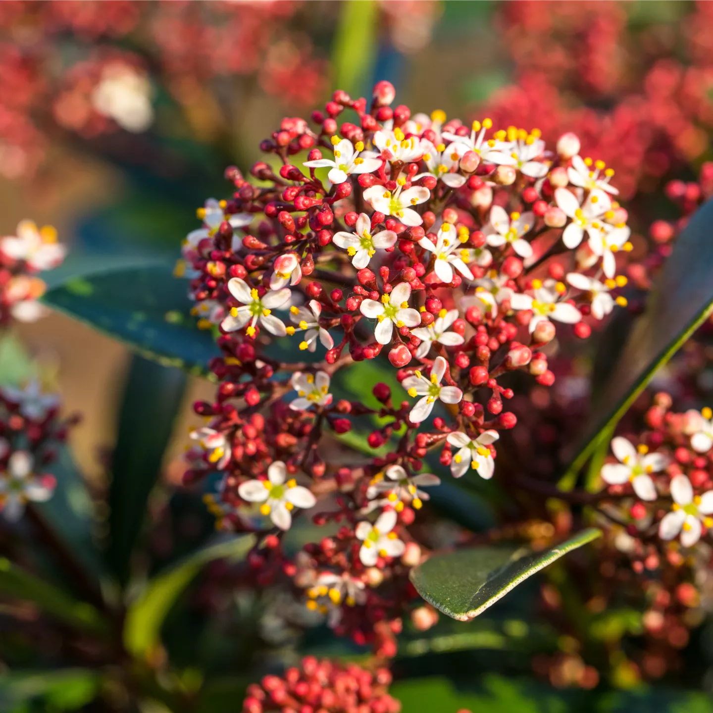 Skimmia japonica 'Red Dwarf' -R- Skimmia japonica 'Red Dwarf' -R-
