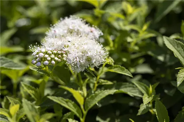 Spiraea japonica 'Albiflora' Weiße Japan-Spiere