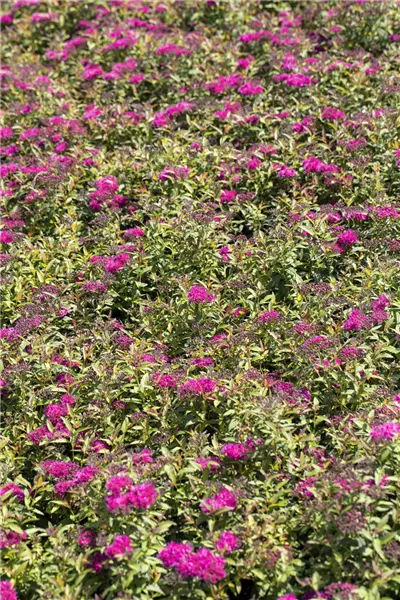 Spiraea japonica 'Anthony Waterer' Rote Sommer-Spiere