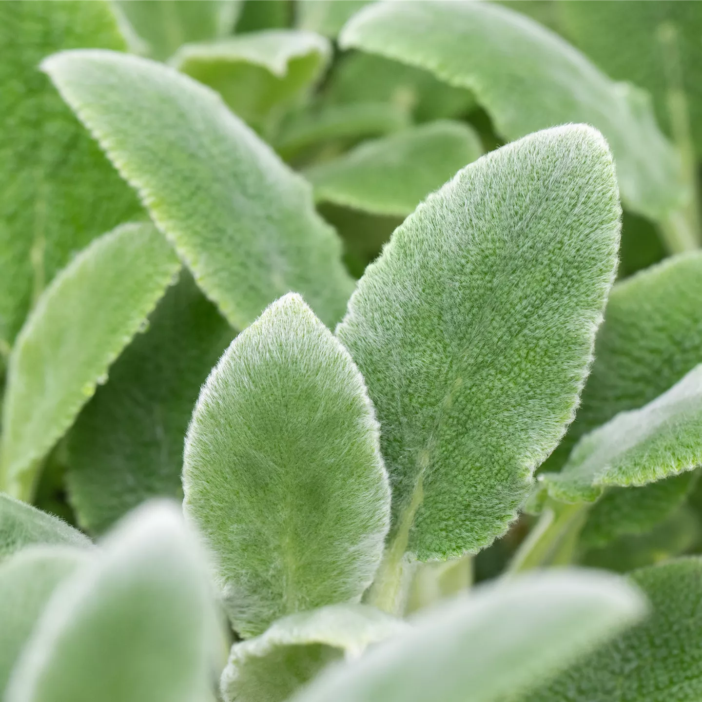 Stachys byzantina 'Silver Carpet'