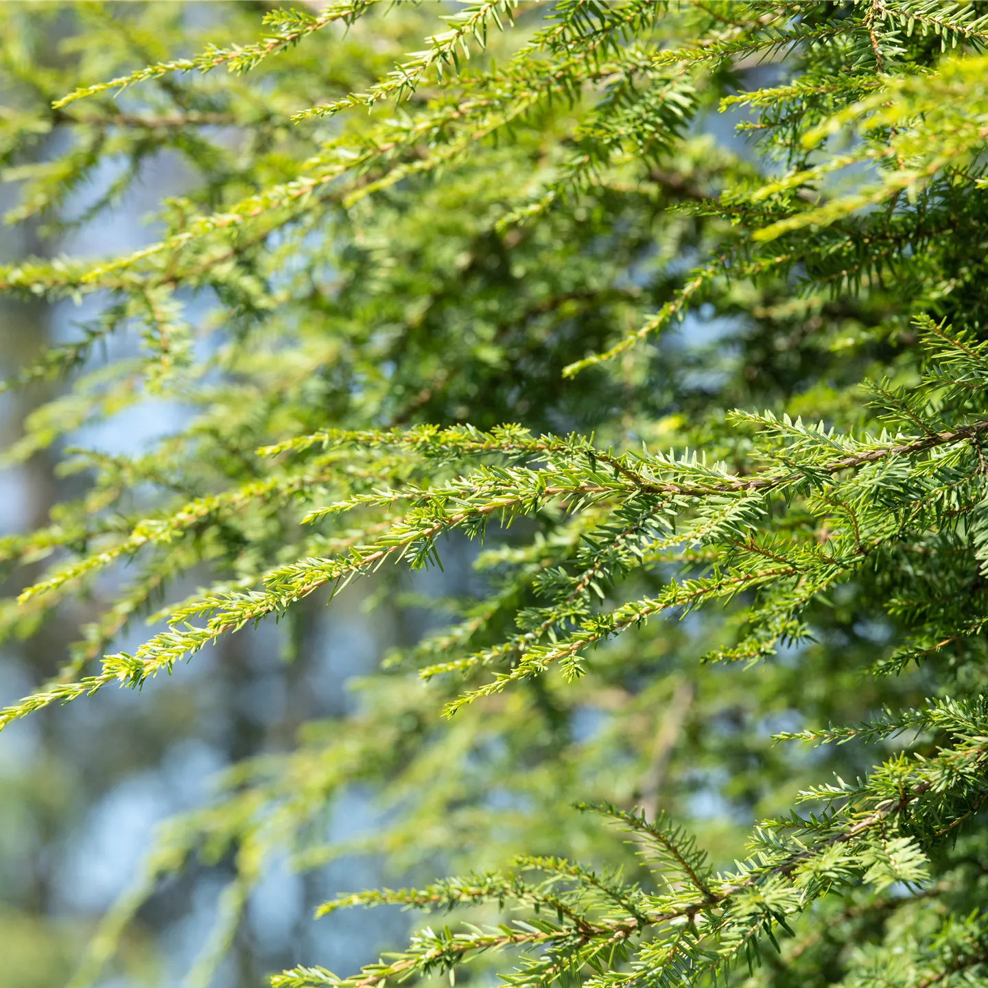 Taxus baccata 'Dovastonii Aurea'