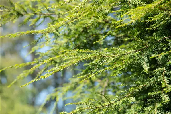 Taxus baccata 'Dovastonii Aurea' Gelbe Adlerschwingen-Eibe