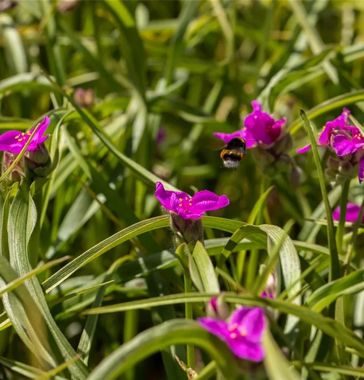 Dreimasterblume
