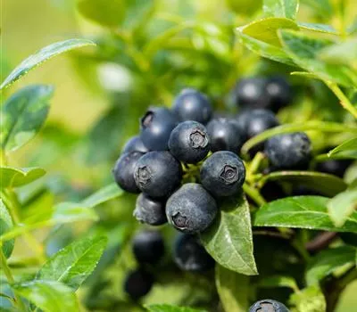 Heidelbeere Berry Bux