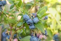 Heidelbeeren pflanzen und pflegen leicht gemacht