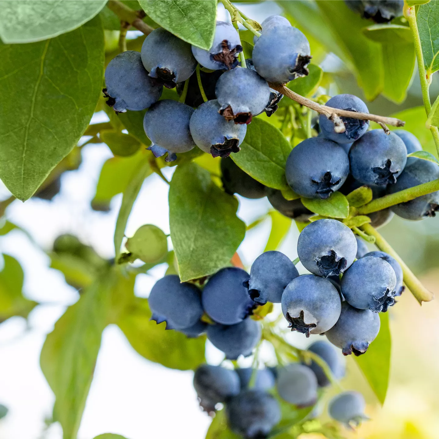 Vaccinium corymb.'Polaris' CAC Vaccinium corymb.'Polaris' CAC