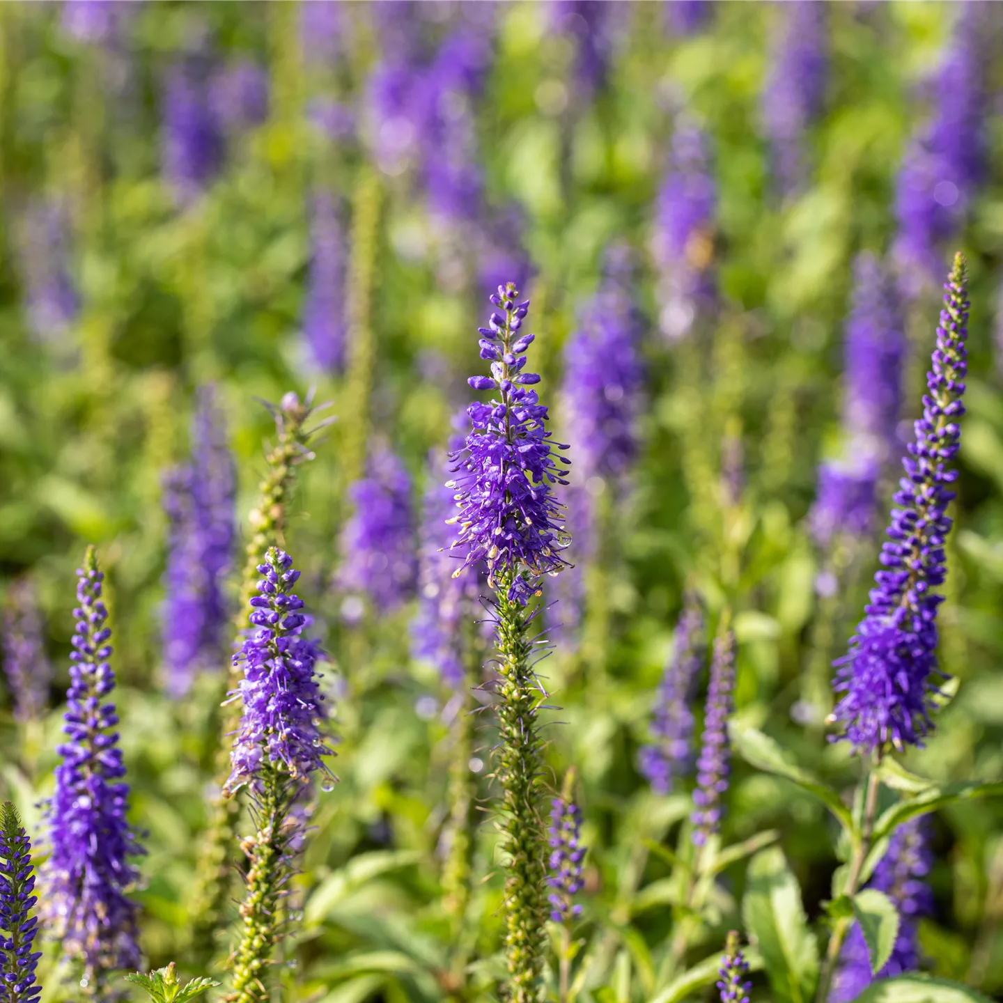 Veronica longifolia 'Blauriesin'