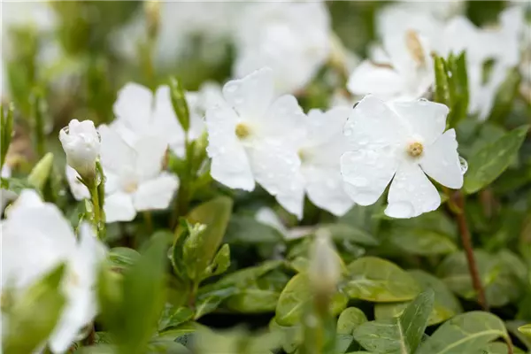 Vinca minor 'Elisa'  -R- Immergrün