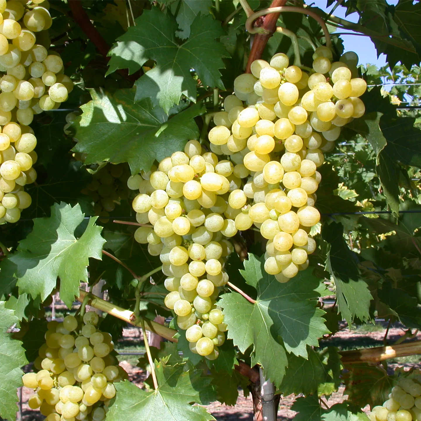 Vitis 'Phönix' -S-