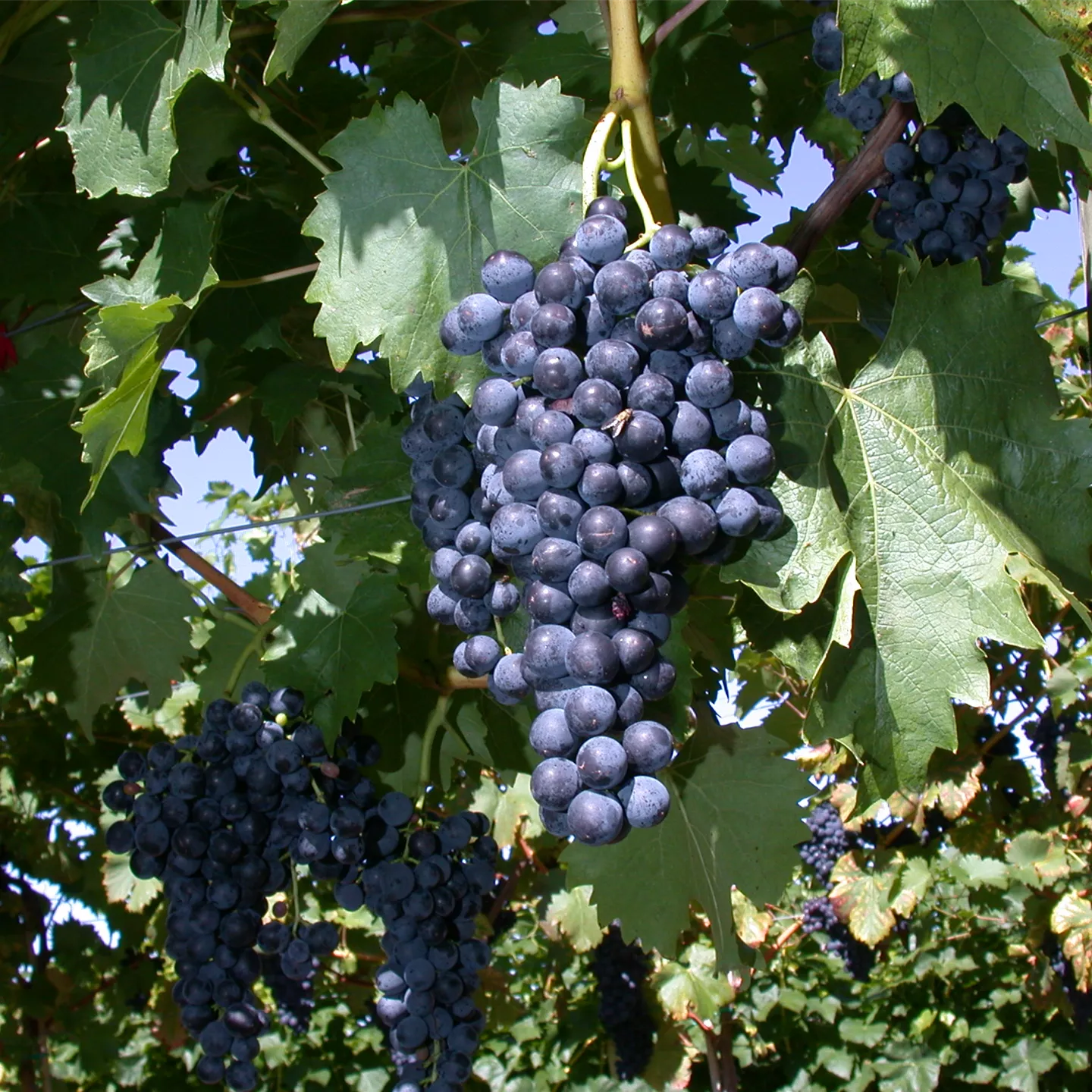 Vitis 'Regent'