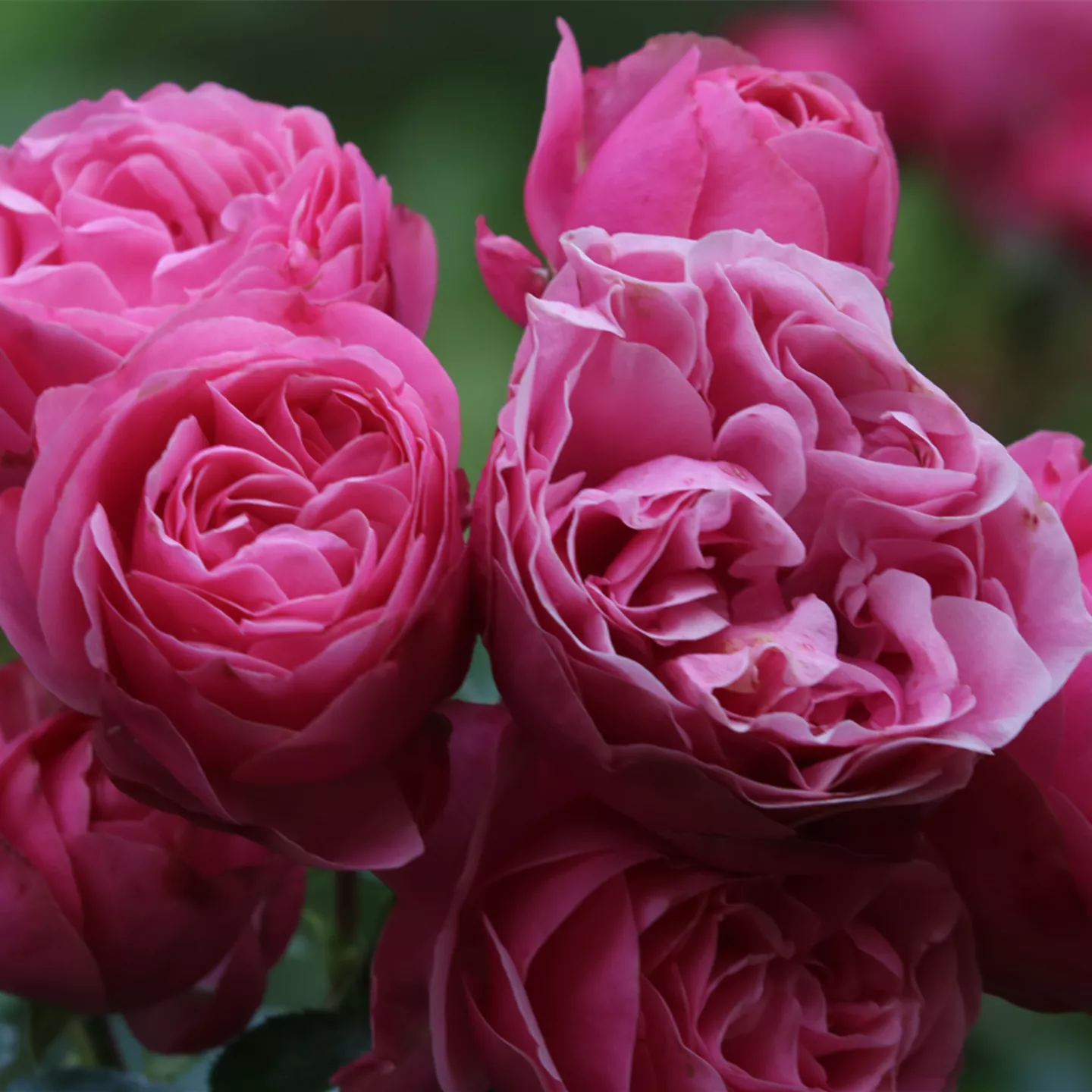 Rosa 'Leonardo da Vinci' -R- BT