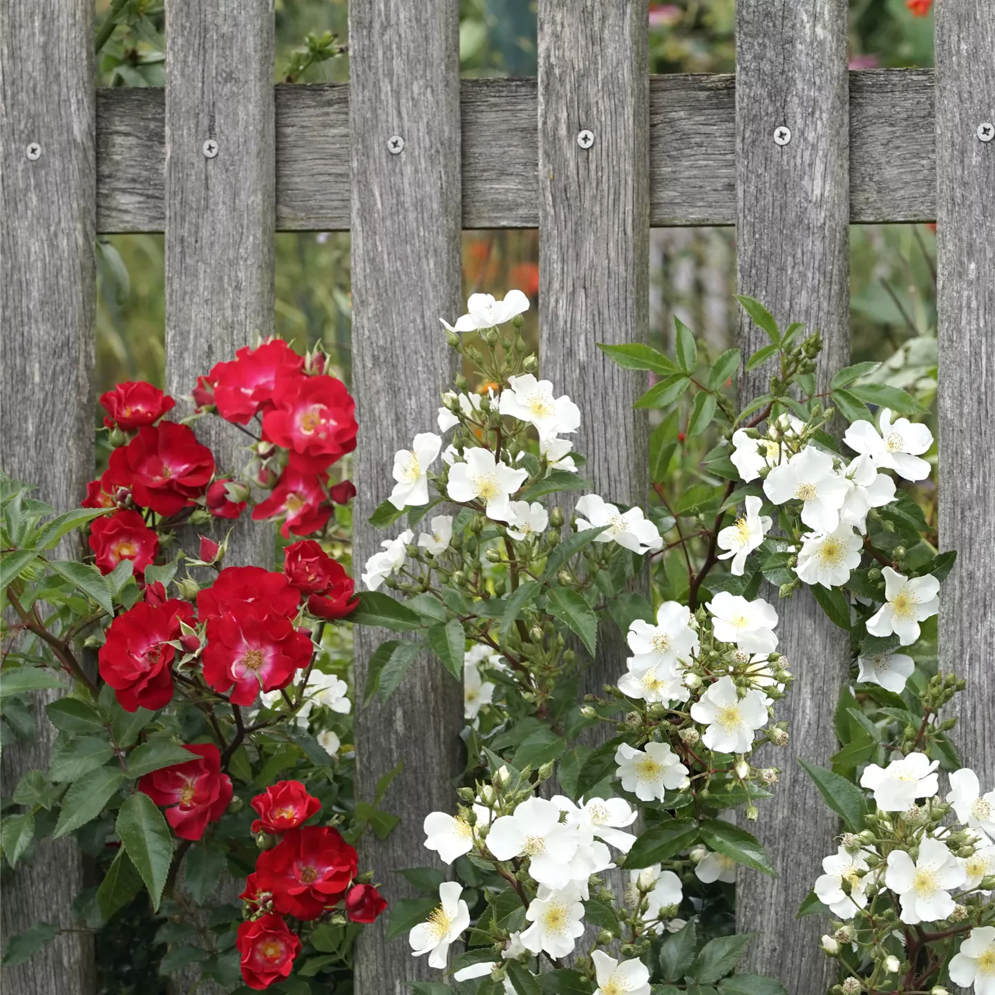 Rosa 'Rosy Boom' i.S.