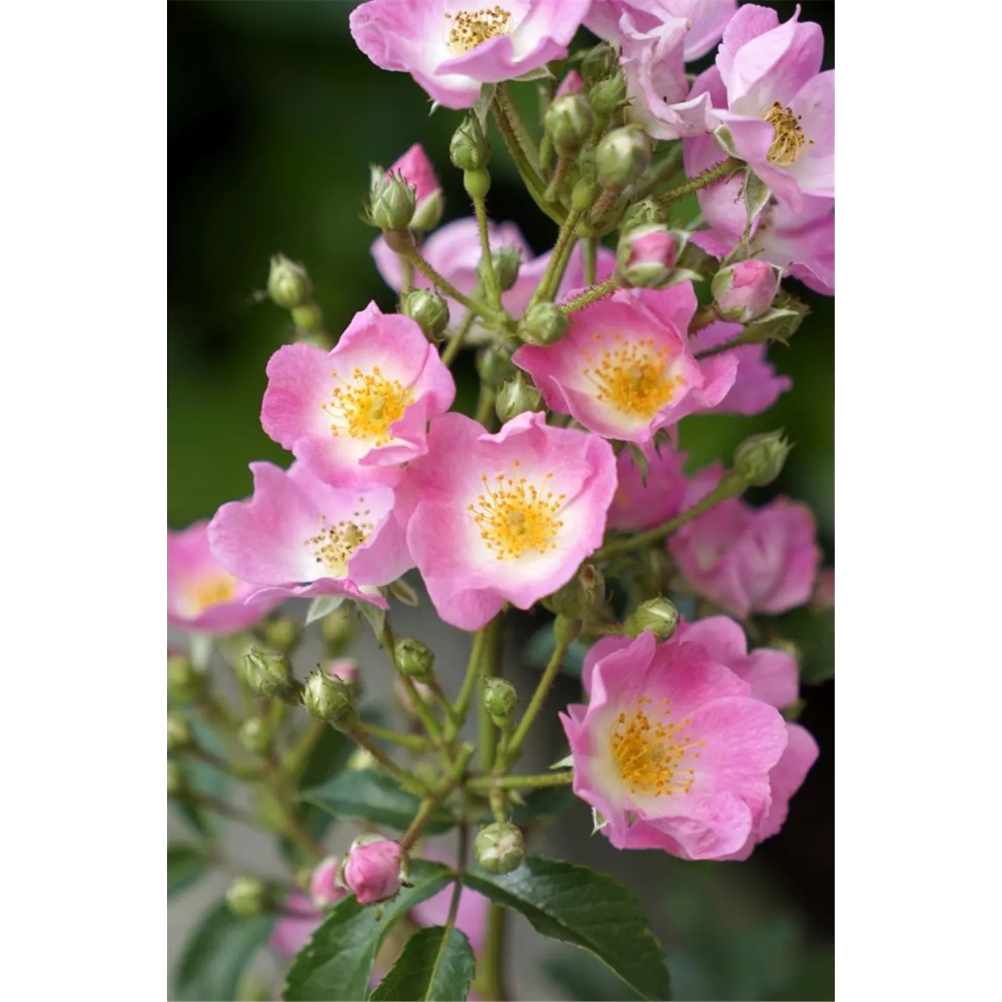 Rosa 'Rosy Boom' -R- STR